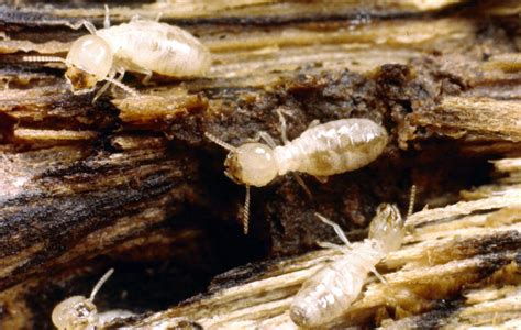 Subterranean Termite Pictures