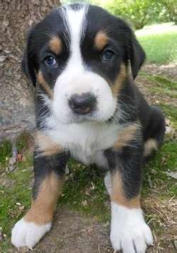 great swiss mountain dog breeders greater swiss mountain dog puppies