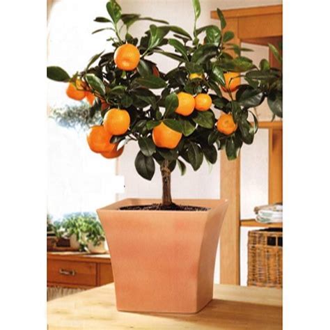 Orange Tree Calamondin Orange Tree Indoor Fruit Trees Orange Tree