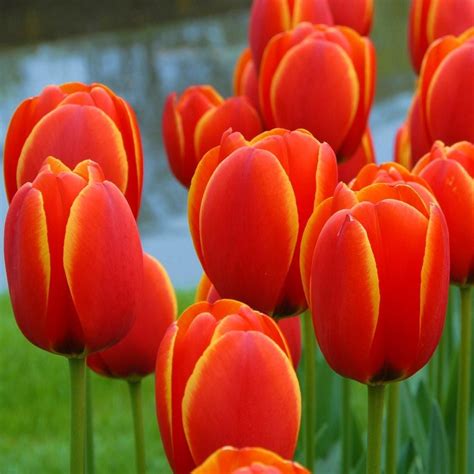 Tulip Worlds Favourite White Flower Farm