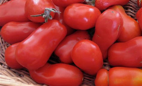 The Bloomin Blog My First Crop Of San Marzano Tomatoes Are Ready