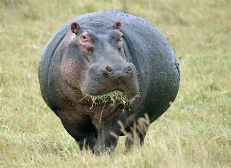 What Do Hippos Eat Discover The Hippo Diet With Photos Wildlifetrip