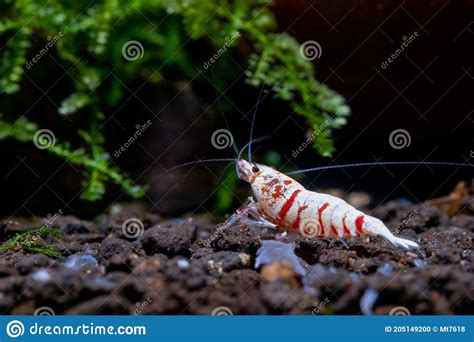 Red Fancy Tiger Dwarf Shrimp With Main White Color On Aquatic Soil And