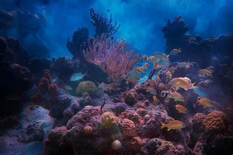 Underwater Paradise Photograph By Betsy Knapp