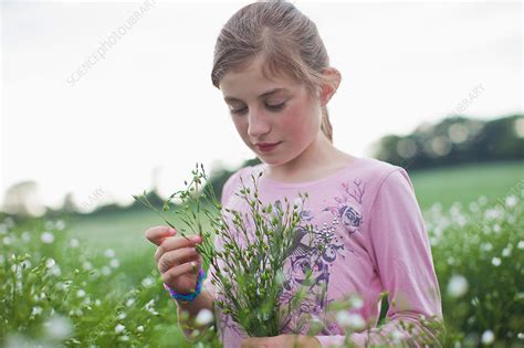 Girl Picking Flowers In Field Stock Image F0053293 Science Photo