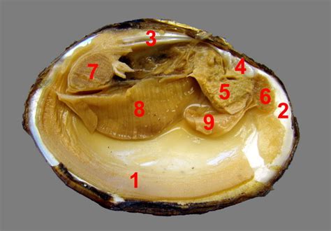 Freshwater Mussel Dissection Anatomy 2 Different View Diagram Quizlet