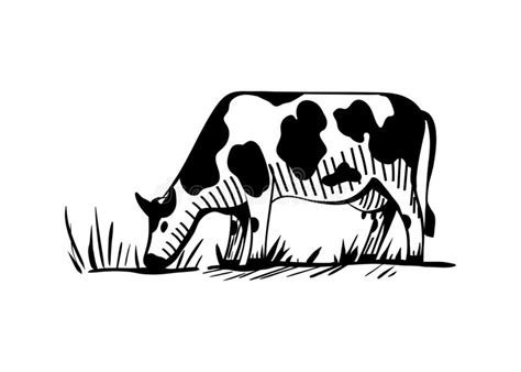 Rural Landscape With A Dairy Cow Grazing In The Meadow Stock Vector Illustration Of Cute Farm