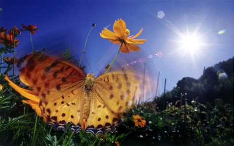 Beautiful Butterflies Wallpapers 1920x1200 High Definition