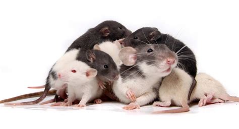 How Many Babies Do Rats Have What To Expect When Your Pet Rat Is Expecting