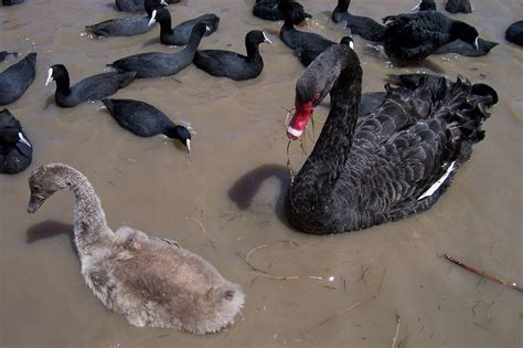Black Swans Australia Photo Fanpop