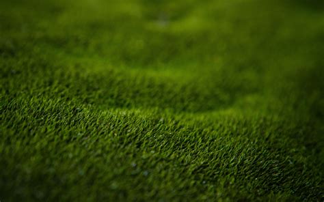 Download Wallpaper 3840x2400 Grass Lawn Macro Green 4k Ultra Hd 16