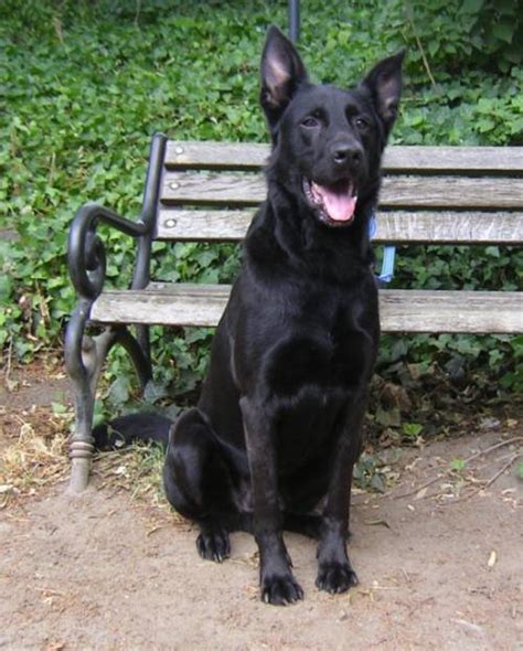 Husky geboren im sternzeichen des löwen, am selben tag wie ich. Schäferhund Dogge Riesenschnauzer Mix - Peppi (Blacky ...