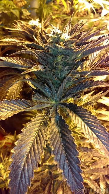 Strain Galerie Pauls Purple Fire New420guy Seeds Pic