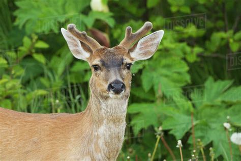 Young Sitka Black Tailed Deer Odocoileus Hemionus With Antlers In