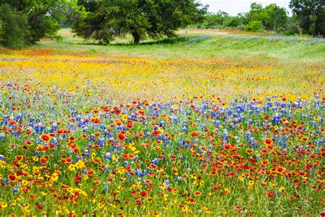 Flashback Trip Texas Roadside Wildflowers Roadesque