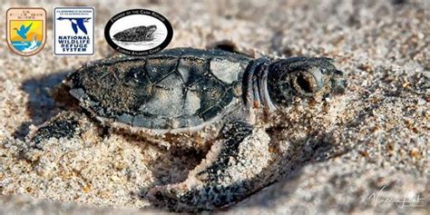 Help Clean All Miles Of Archie Carr Nwr To Welcome Back Our Nesting Sea Turtles To The