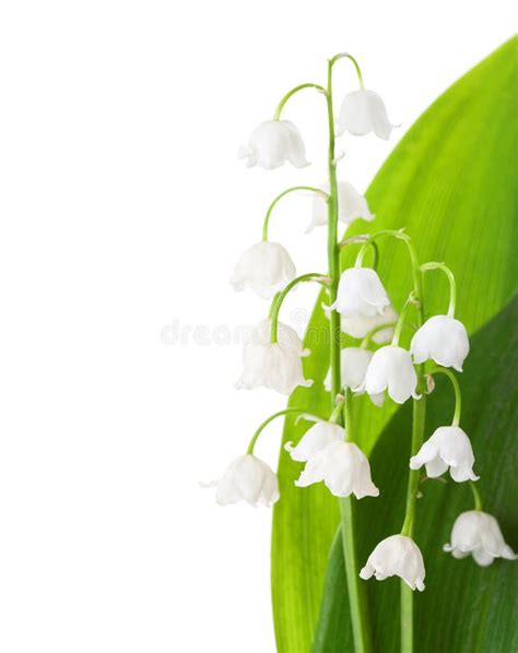 Two Flowers Of Lily Of The Valley With Leaves Isolated On White