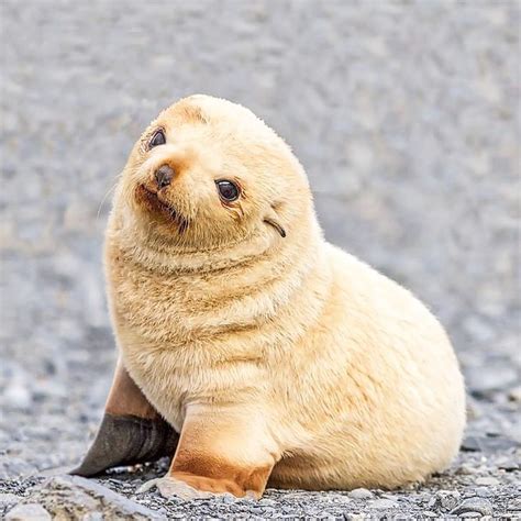 Baby Seals Are The Cutest Thing Ever And These Photos Are Here To Prove