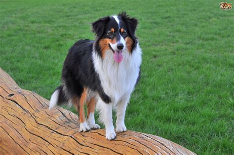 Australian Shepherd Dog Breed Facts Highlights And Buying