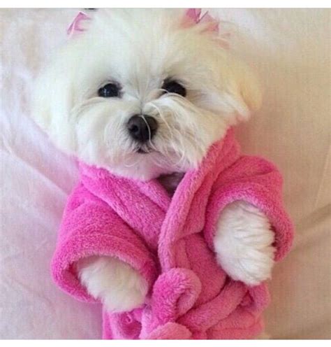 Pretty In Pink Cute Baby Animals Cute Dogs Maltese Breed
