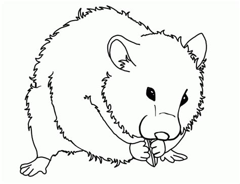 Print all of our hamster coloring pages and bring these little guys to life with your creativity. Hamster Coloring Pages - Coloring Home