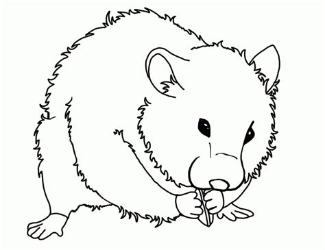 The lion is the king of animals. Hamster Coloring Pages - Coloring Home