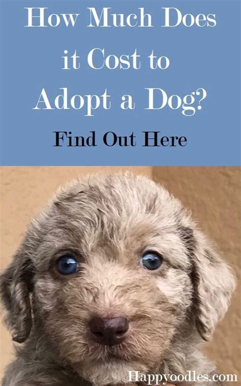 How Much Does It Cost To Adopt A Dog Happy Oodles Dog Adoption