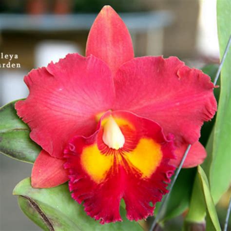 cattleya hybrids large flowers seasonal toh garden singapore orchid plant and flower grower