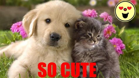 Funny Cute Kittens And Puppies Plays Youtube
