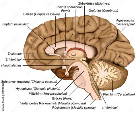 Grafika Wektorowa Stock Querschnitt Durch Das Menschliche Gehirn
