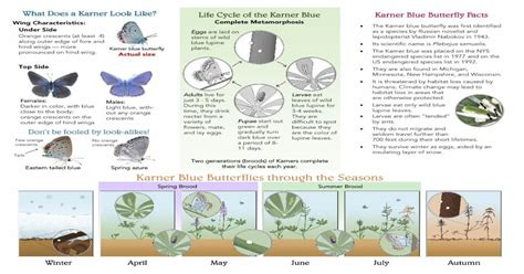 Life Cycle Of The Karner Blue Karner Blue Butterfly Facts Pdf Document
