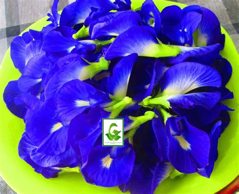 Serenata flowers is an award winning florist offering you the best quality uk plants and flowers with quick and free delivery. Seeds For Sale Online: Easy-to-spot/grow flower seeds for sale
