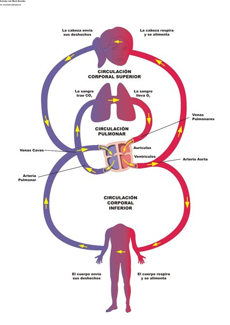 Diagrama Del Sistema Circulatorio A Curriculum Nacional Mineduc