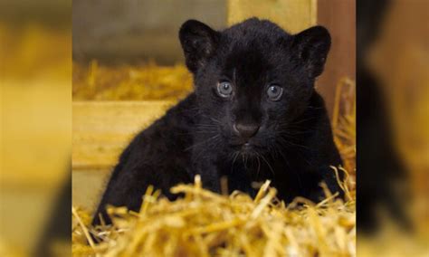 Gorgeous Rare Female Black Jaguar Cub Is Born At Englands Big Cat