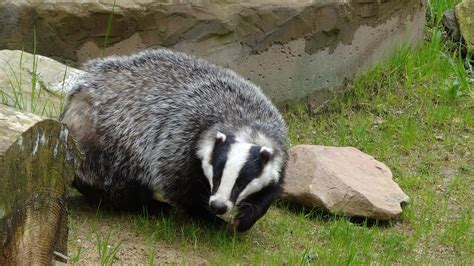 New Research Into Badger Dispersal Could Minimize Bovine Tuberculosis