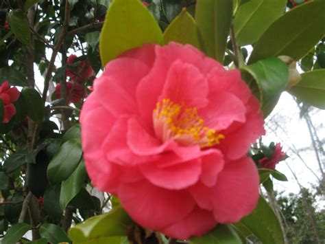 Dark patches on the face could be because of a lot of reasons. a camilia with dark pink leaves (With images) | Pink ...