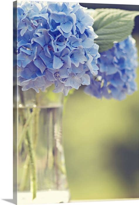 Blue Hydrangea Flowers Soft Ethereal Offset In Glass Vase Delicate