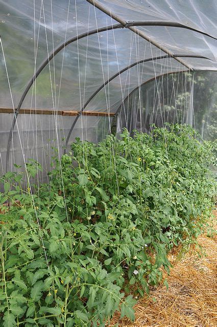 Growinghope Tomato Trellis Trellis Backyard