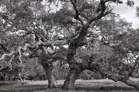 Gnarly Tree Photograph By Daniel George Fine Art America