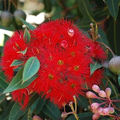 Red Flowering Gum Eucalyptus Seeds Corymbia Ficifolia Packet Etsy