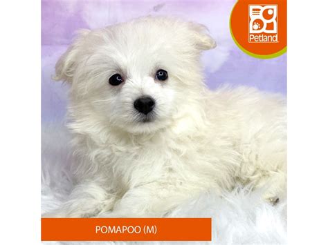 Pomapoo Puppies Petland