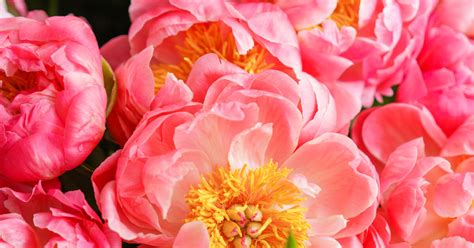 Coral Flowers Pantone Color Of The Year 2019 Bouqs Blog