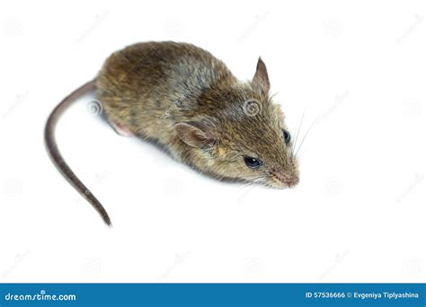 Mouse On A White Background Stock Photo Image Of House Domesticated