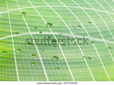Solar Panels On Leaf Photosynthesis Concept Stock Photo Edit Now