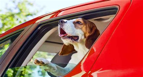 The Dog Taxi Gets A Makeover And Changes The Way You Think About Pet