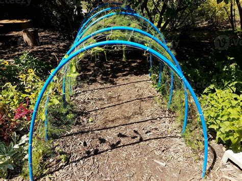 Blue Lattice Tunnel With Netting And Plants And Mulch Path In Garden