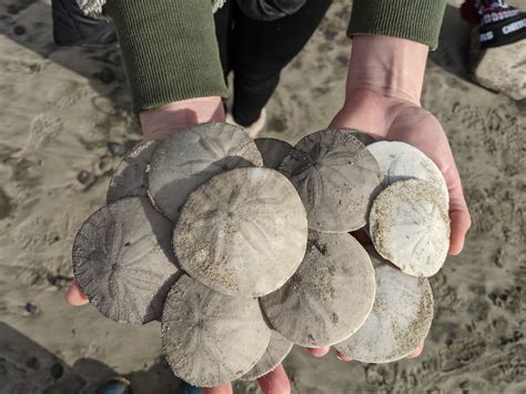 Found 16 Whole Sand Dollars Here On The Oregon Coast Best Find In A