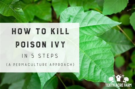 How To Kill Poison Ivy In 5 Steps Artofit