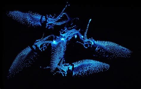 Firefly Squid Facts Habitat Diet Adaptations Pictures — Western