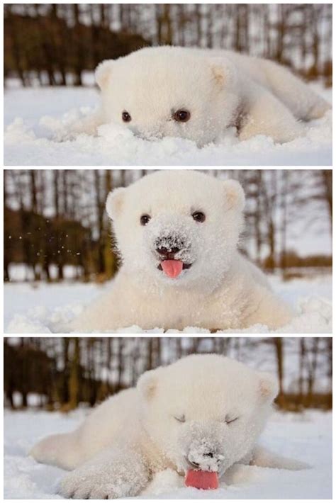 Pin by Candice Blankenship on Baby animals and animals | Animals, Baby animals, Polar bear